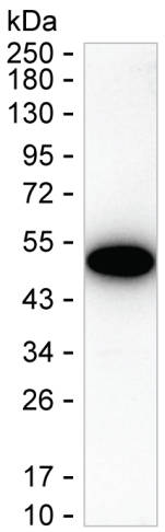 CXCL6